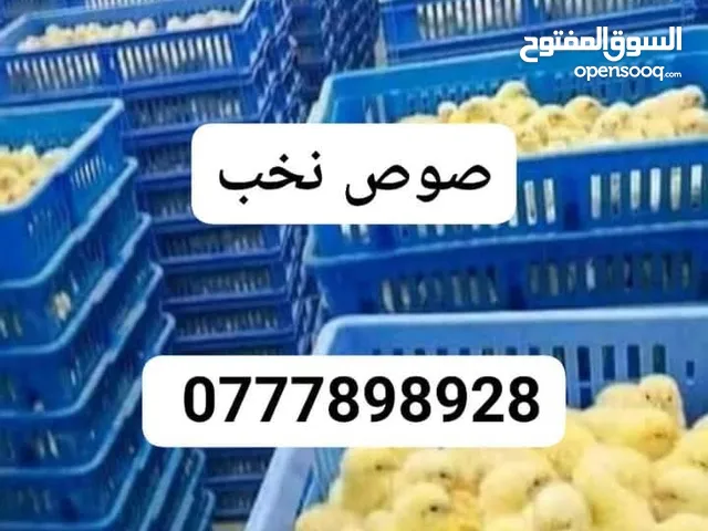 صوص لاحم مزارع اعلاف ذره صويا شعير وعده محلات الدجاج كيا فنتيرا موديل 1999ازرق كاش اواقساط
