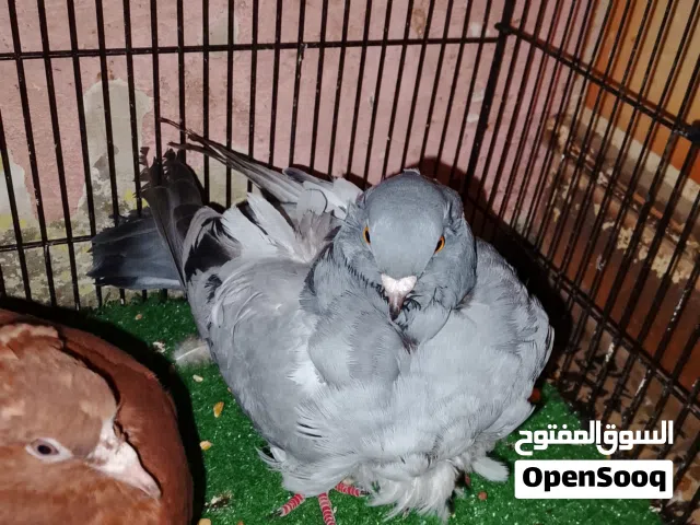 متاح طيرة كشكي طيرة اماية