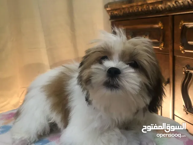 لتبني كلاب شيزو ممتازين و لعوبين