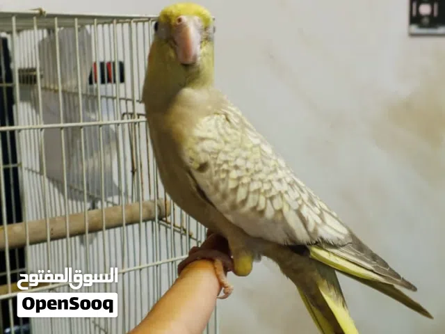 زوج كوكتيل ازابيل اليفات