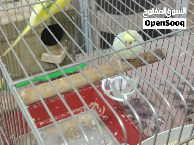 للبيع جوز عصافير حب