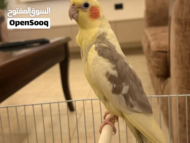 طير بصلاه على نبي حبه نخب