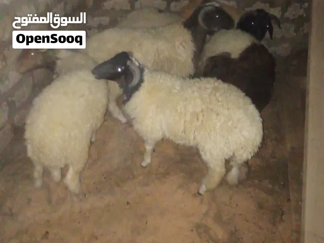 3خرفان للبيع