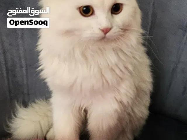 قط ذكر ابيض