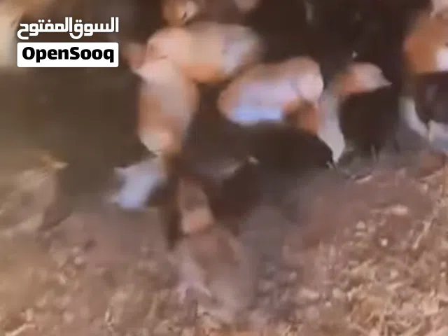 صيصان بلدي وبناديق باكستاني والماني وابو رقبه للبيع