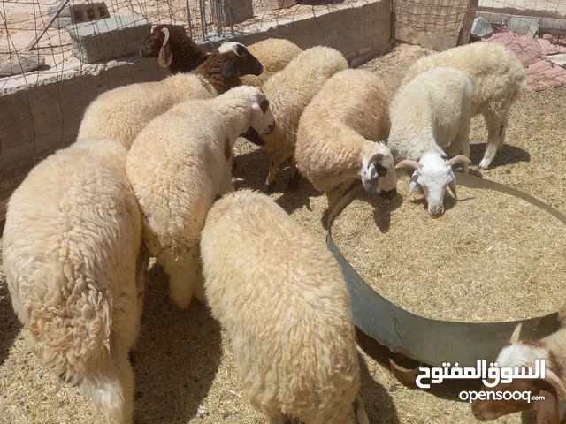 11 الخروف  للبيع تتوفر بيهم شروط الاضحية الواحد الرجاء الاتصال للجادين