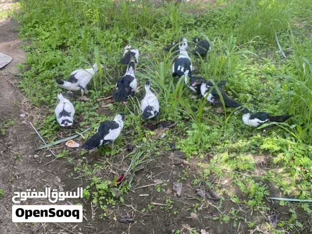 بط مصري للبيع