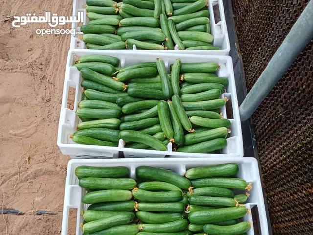 خيار للبيع