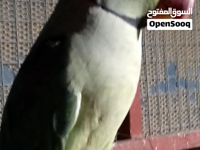 زوج درة نيبالي وحمام راعبي وحمام ملكي سنو وايت للبيع اقرا التفاصيل لطفا