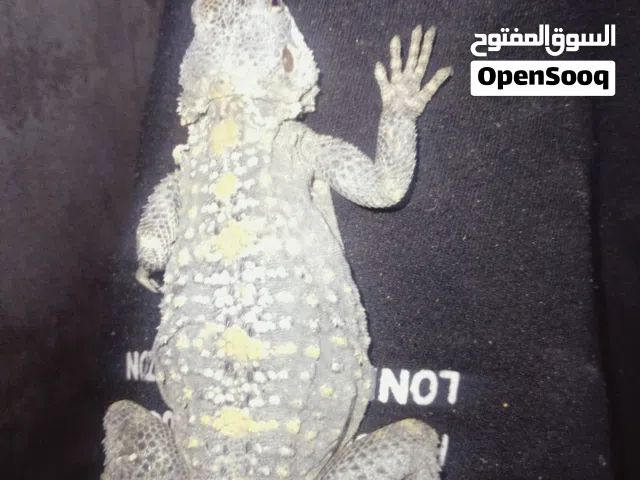 حردون أليف