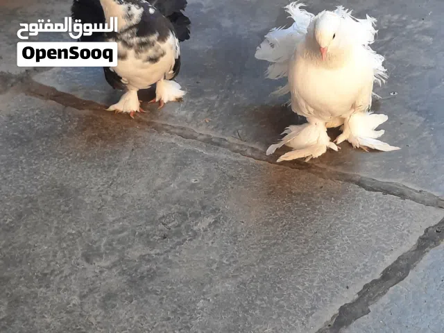 حمام عراس زوجين وزوج مخاليف العدد 6