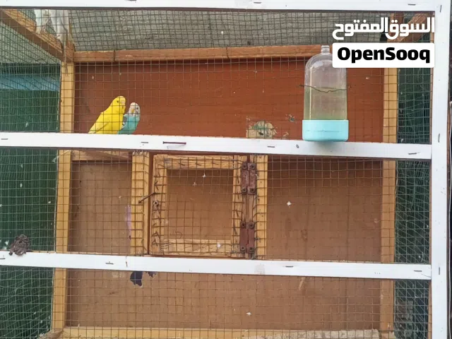 طيور الحب زوجين مع قفصهن مكان حيانيه سعر 35 قفل