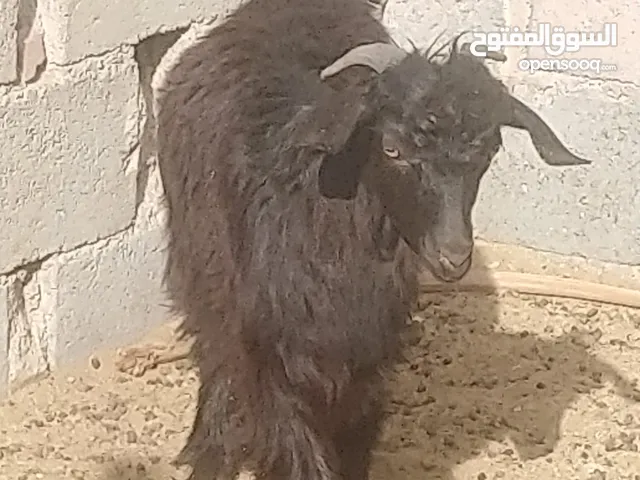 جدي عماني لتربية او لذبح للبيع م