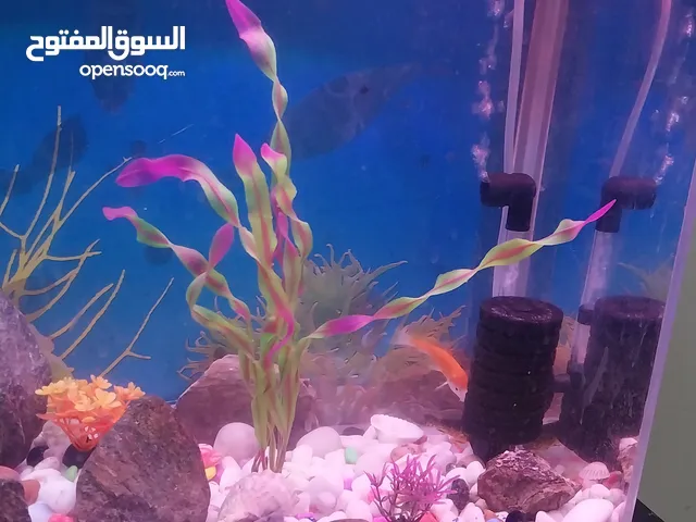 حوض سمك كامل بمشتملاته بالاسماك