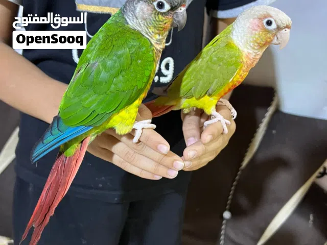 سلام عليكم كنيور اليفات