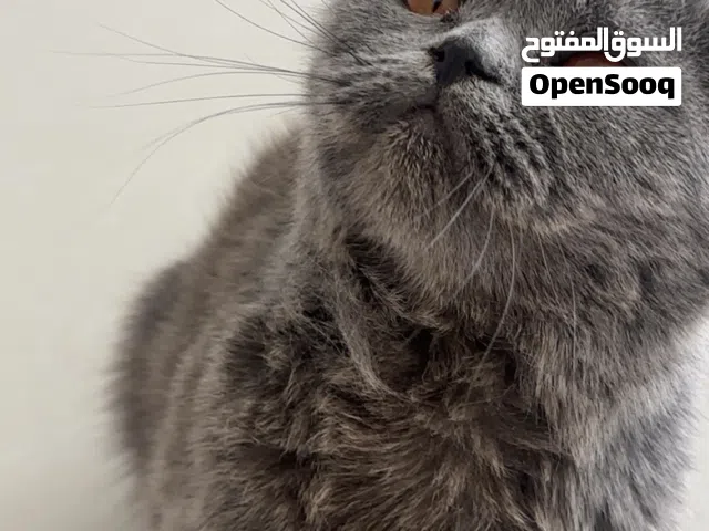قط سكوتش فولد