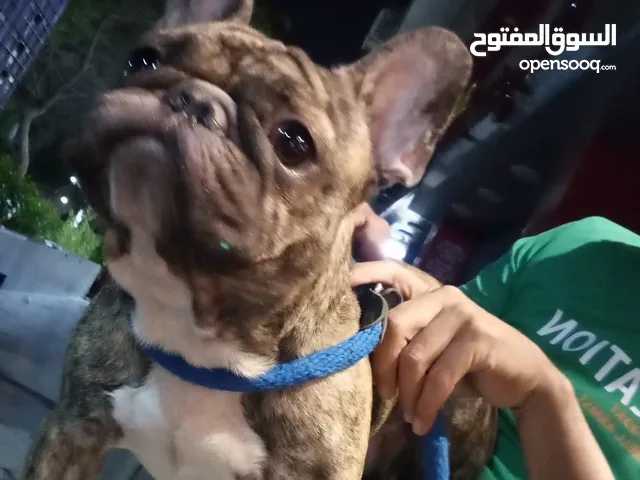 فرينش بول دوج