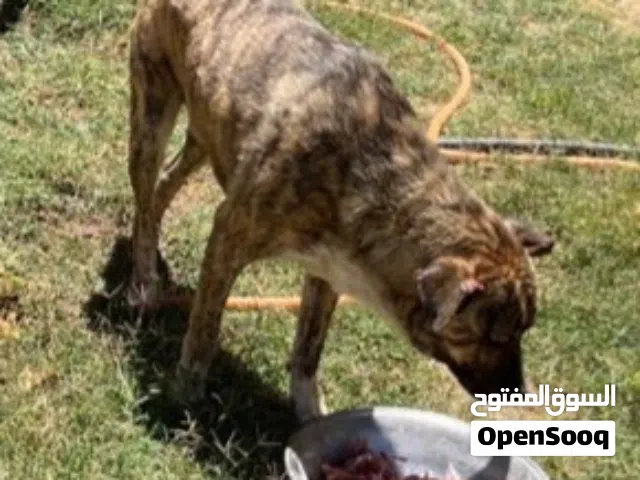 ذكر بيتبول نوعيا ندرا للحصول على تفاصيل اكتر ادخل سنضوق الوصف