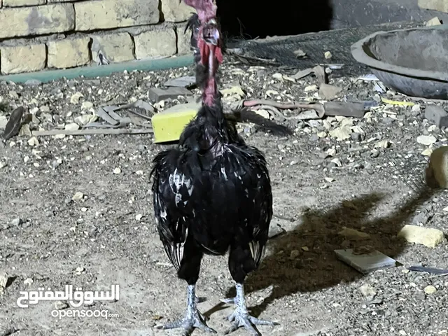 ديج ابو ركيبه حباحب