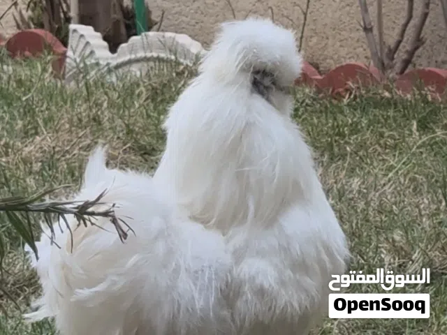 السلام عليكم متاح ديك سلكي 5 اصابع وبقية المواصفات كدامكم