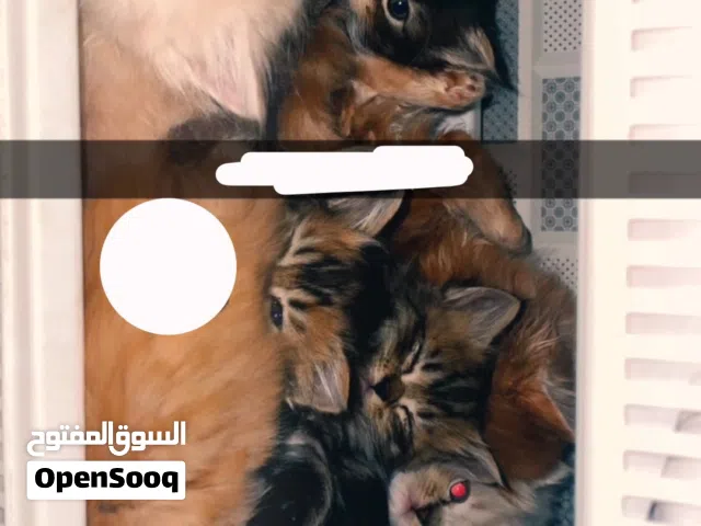 للبيع قطط الوحده ب 40 دينار