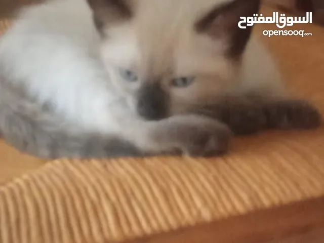 قطة للبيع من نوع سيامو مراكش