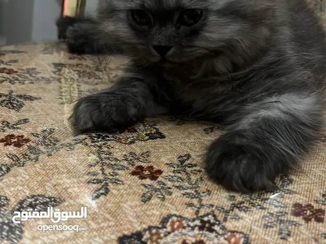 قطط شيرازي صغيره وجميله والوان رائعه ولعوبه جدآ مع الأطفال والكبار