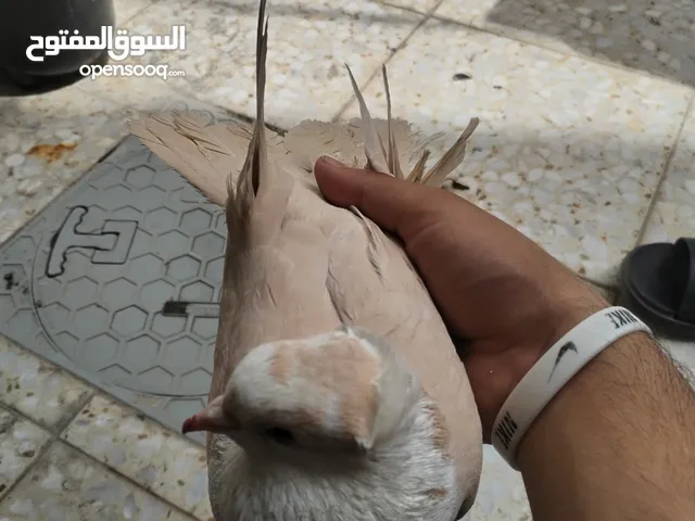 فحل اصفر للبيع
