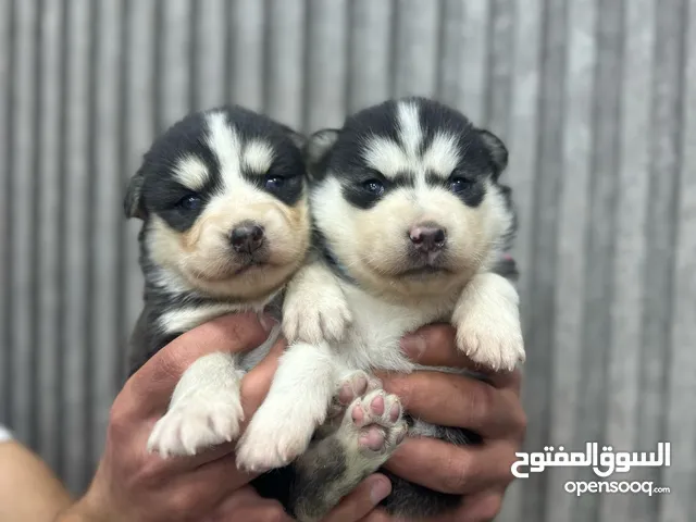 جراء هاسكي مالموت
