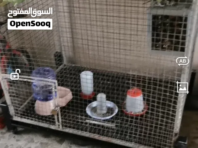 للبيع دره مع حمام بط مصري