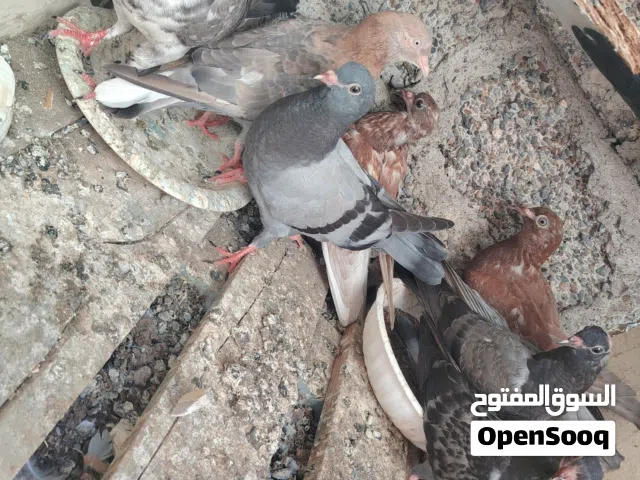 طيور البيع
