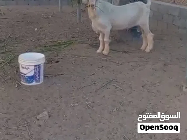 فحل اجلح معسكل مد وشور  صنف فاخر مستوا قوي وهيكل انتاج قوي للي يبغى شي مميز من حلال الجواميد