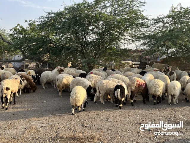 اضحيه خرفان