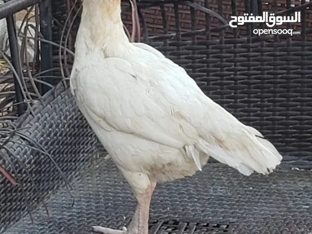 female miawali home breed age.1year 3 months good quality