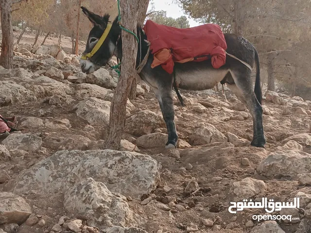 حمار فحل العمر سنتين  الطول.خمس اشبار  حمار غنم كفاله غنم  لايضرب ولا يعض
