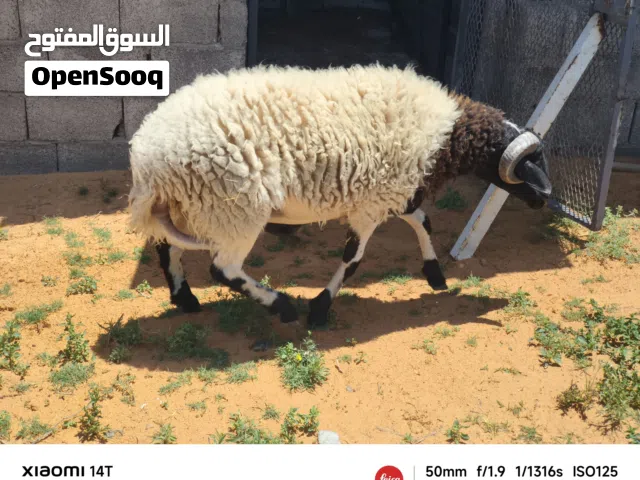 خروف مش أمبدل العمر 11الشهر