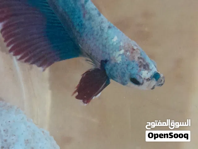 صغيرة وملونة بشكل جميل سهلة التربية ومناسبة للمبتدئين ألوانها متعددة
