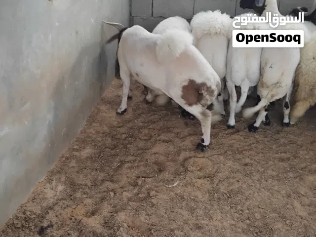 اضحي ربي ابارك العداد 4بسم الله ومشاء الله