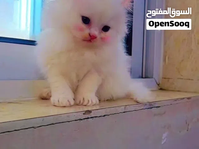 قطط لي بيع