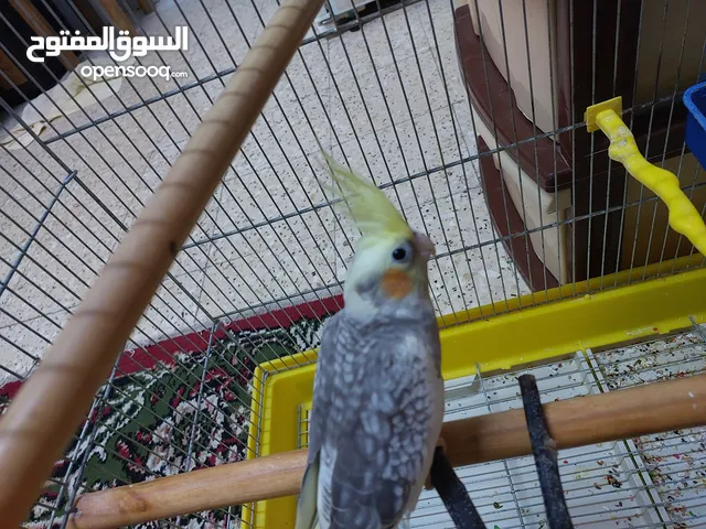 طائر كوكتيل للبيع