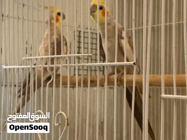 للبيع ذكرين كوكتيل جاهزين للانتاج حارين عدل  قابل بلبدل بانثى