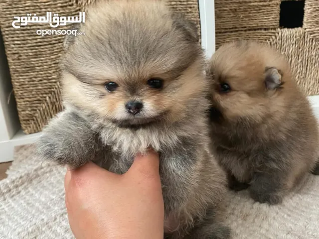 potty trained pomeranian puppies
