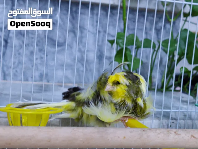 كناري مفتل سوبر