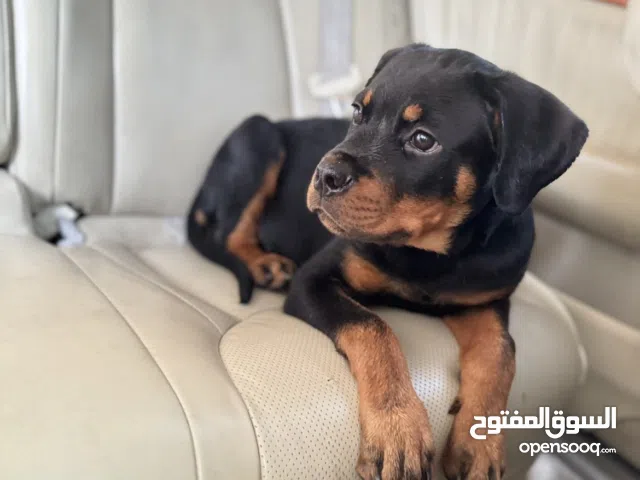 روت وايلر للبيع