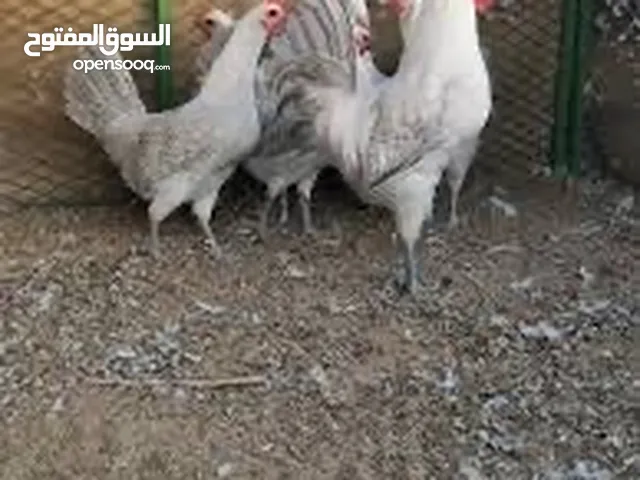 متوفر دجاج فرنسي كولمبي ودجاج فيومي ألمنيوم