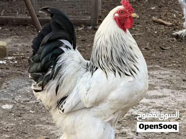 براهما 5 دجاجات و 2 ديوجه دكتورة مستوى حلو مرتبات و نظيفات مكفولات صحة و مستوى للبيع شلع اقره الوصف$