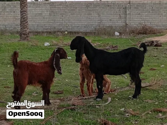 ماعز قبرصية للبيع