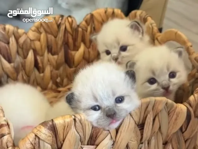 قطط راغدول بيورRagdoll bur الدب القط من اجمل القطط واضخمها الوان مختلفة ومنوعة عمر صغير مع اغراضها