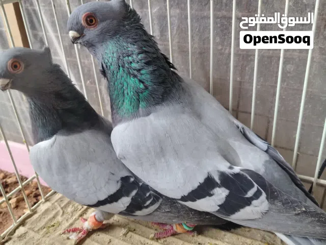 جوز بولنديات زرق جميلات مكفولات شغل