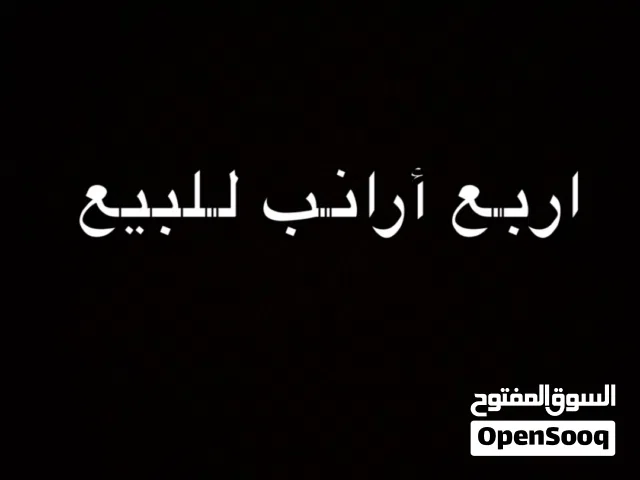 أرانب للبيع